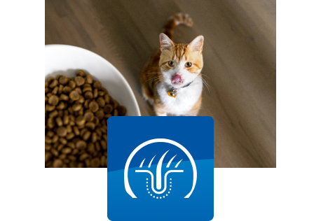 Γάτα κοιτάζει το μπολ με το φαγητό