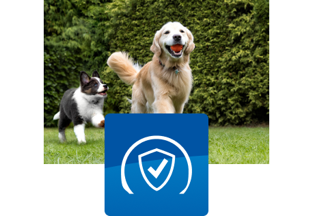 Δύο σκύλοι παίζουν έξω