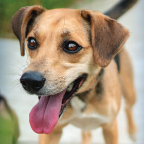 Οδηγός για κηδεμόνες κατοικιδίων SP Perfect Digestion