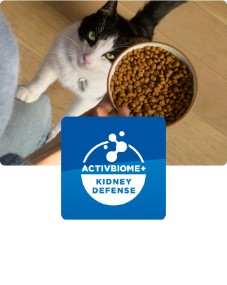 Γάτα κοιτάζει ένα μπολ με γατοτροφή