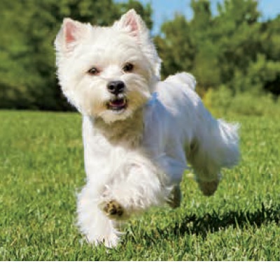 Πρόγραμμα αντιμετώπισης δερματοπαθειών σκύλου