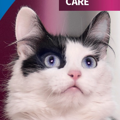 i/d φυλλάδιο κηδεμόνα γάτας