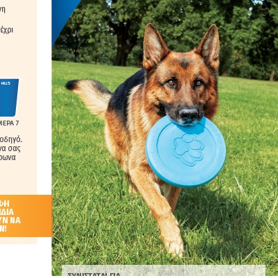 Φυλλάδιο κηδεμόνα σκύλου για φροντίδα νεφρών