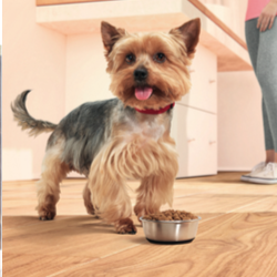 Φυλλάδιο Καταναλωτή για το σκύλο