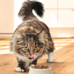 Detailer Vet Essentials