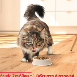 Αφίσα γάτας