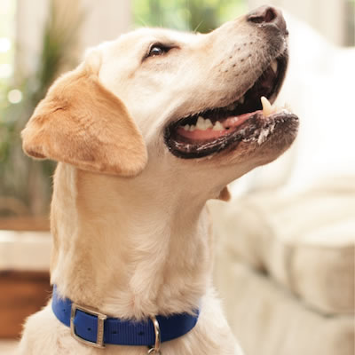 Metabolic Plus Mobility φυλλάδιο καταναλωτή για το σκύλο