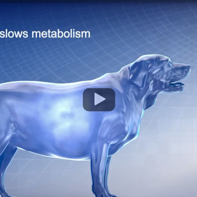 Ο τρόπος δράσης της Metabolic